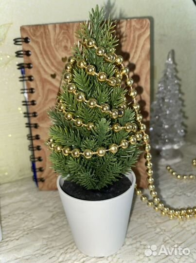 Можжевельник