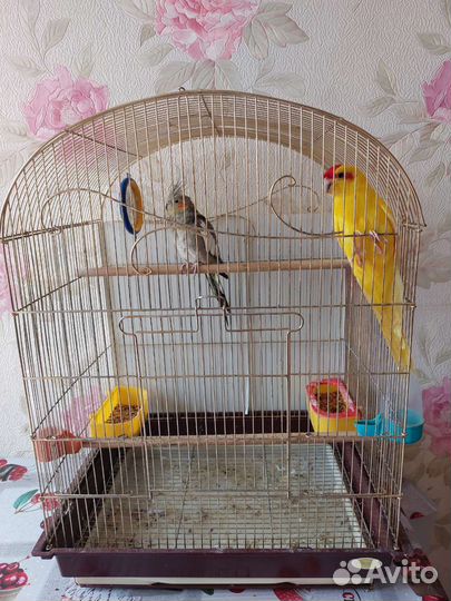 Попугай карелла с клеткой