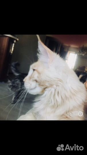 Мейн кун -вязка полидакт мейн кунята-котята