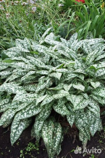 Медуница и традесканция садовая