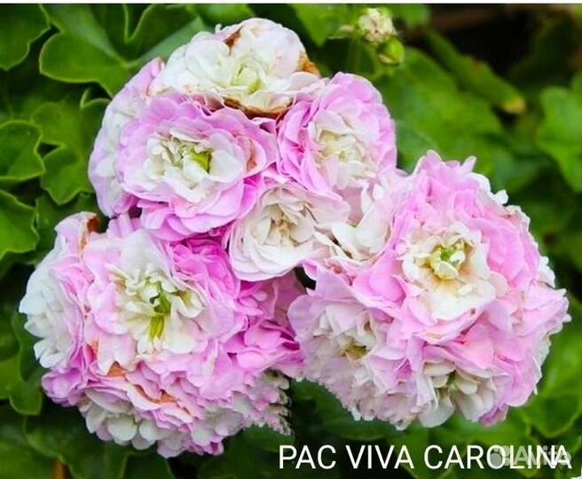 Пеларгония герань срезы