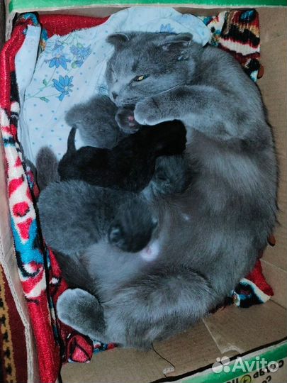 Черный котенок от вислоухой кошки