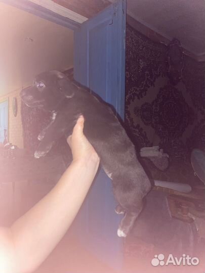 Двор терьер