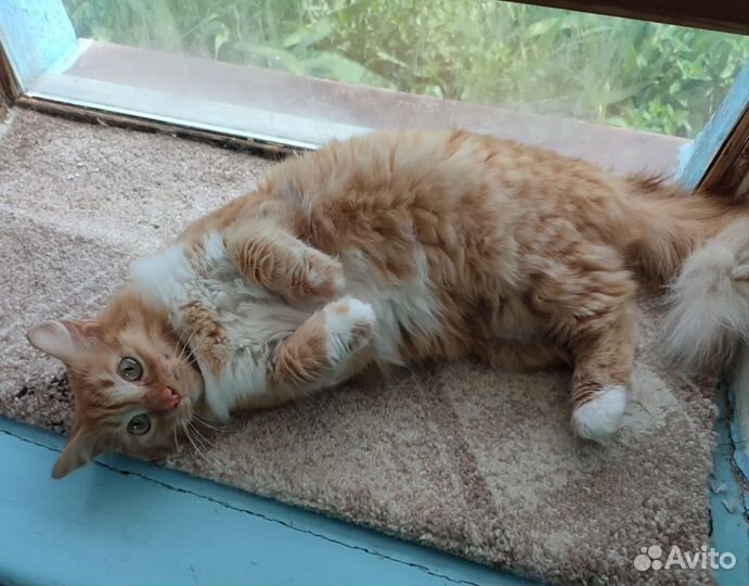 Кошечка Персея