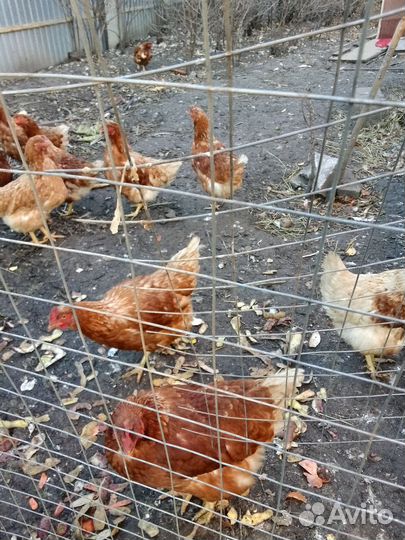 Куры несушки