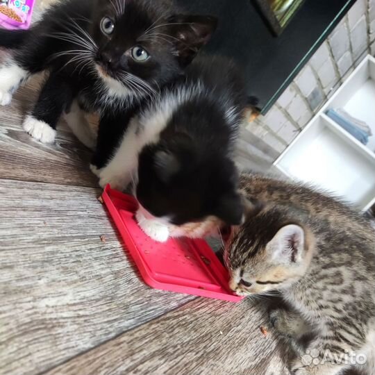 Самые красивые котята