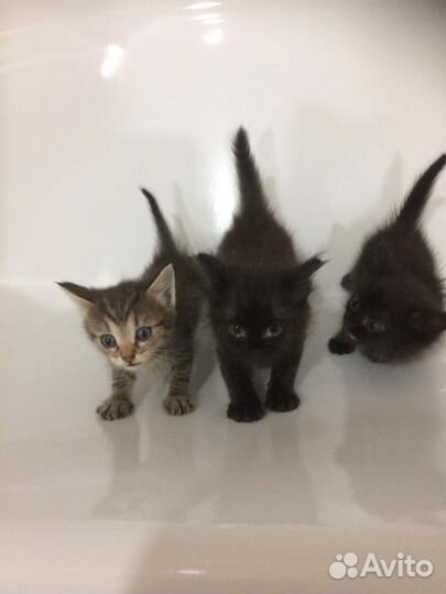 Отдам котят. 2 мальчика и девочка