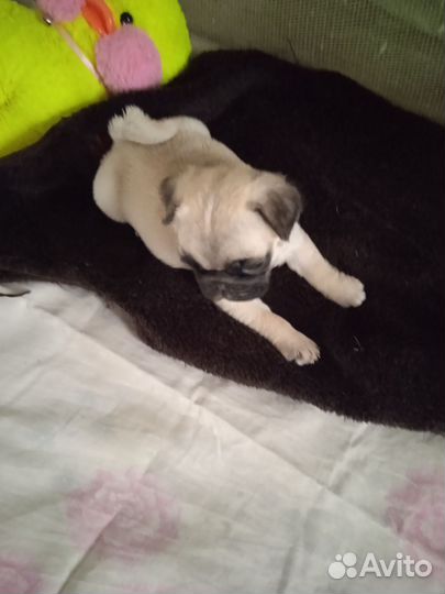 Щенки мопса