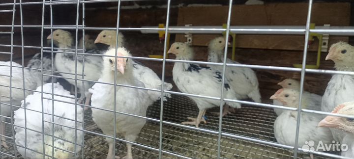 Цыплятки суточные и более взрослые породистые