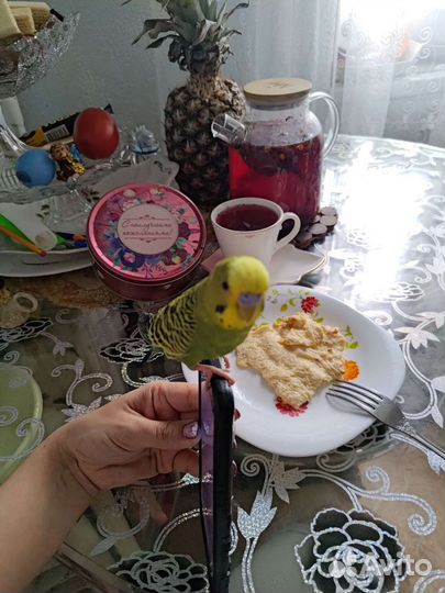 Ручной говорящий попугай
