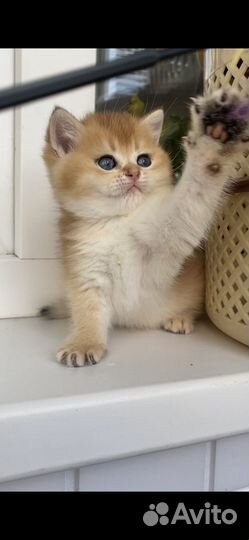 Британские котята золотая шиншилла