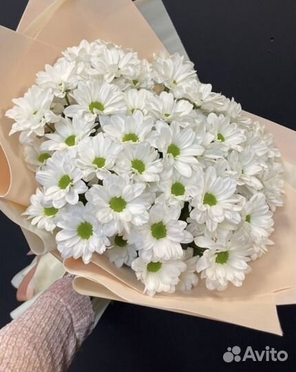 Хризантема кустовая букет из хризантем