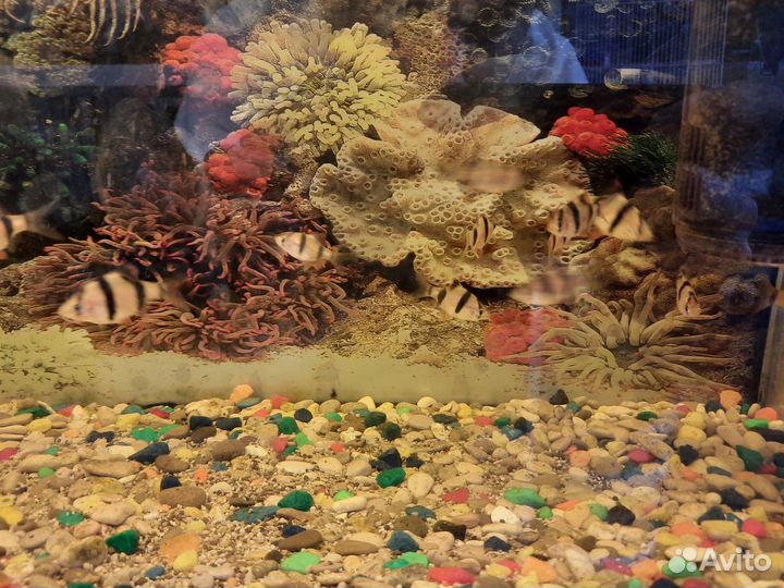 Аквариумные рыбки