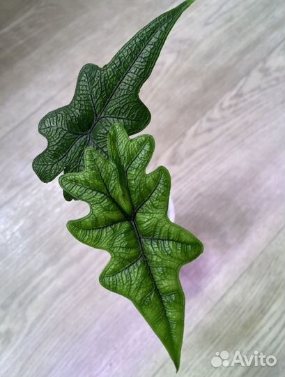 Домашняя детка алоказии Жаклин