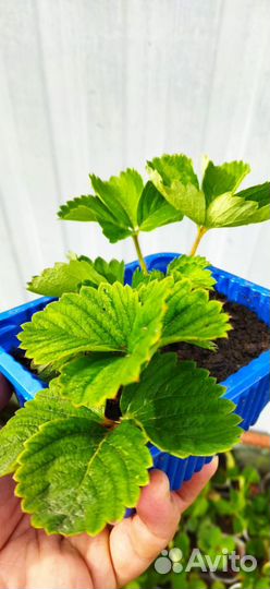 Рассада клубники