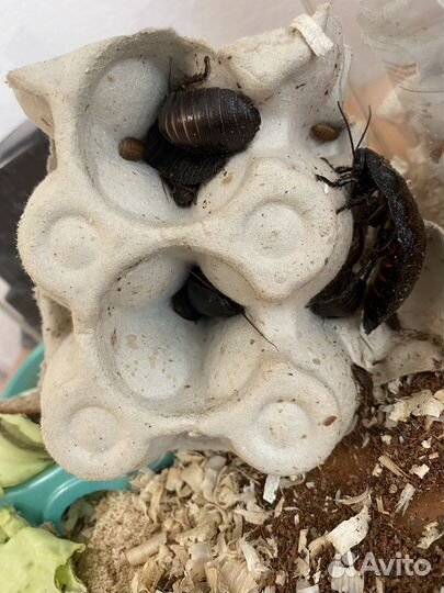 Мадагаскарские тараканы