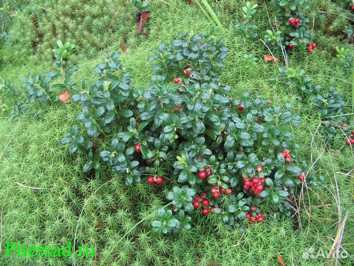 Листья брусники