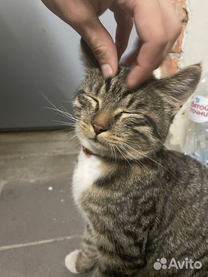 Котик ищет дом