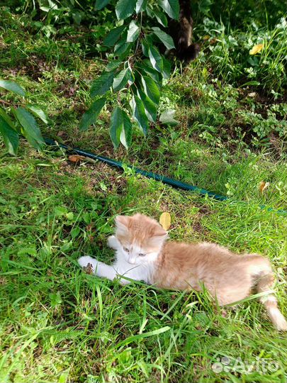 Котëнок в дар бесплатно