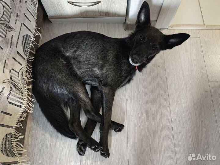 Собака девочка молодая