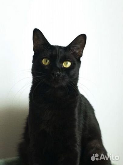 Кот черный в добрые руки бесплатно