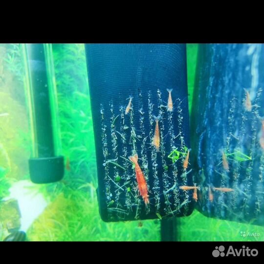 Гуппи чистая линия red full albino