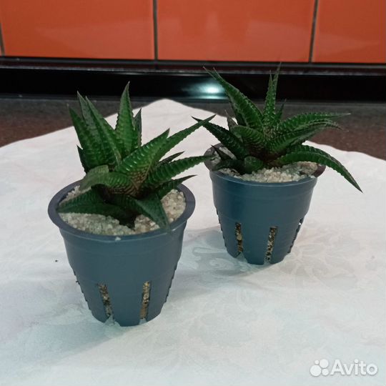 Хавортия Лимолистная