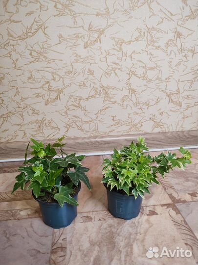 Хедера плющ