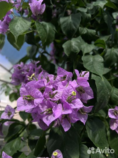 Бугенвиллия