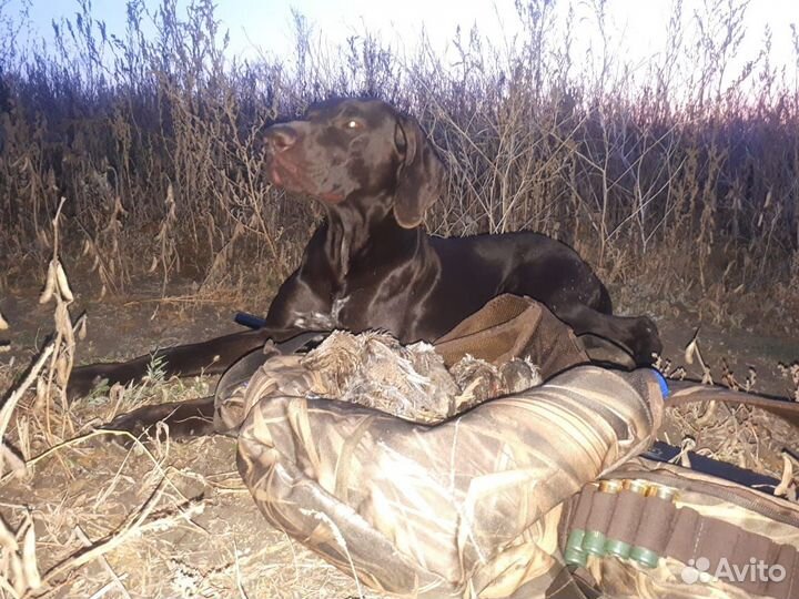 Курцхаар вязка