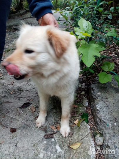 Маленькая собака 10 мес