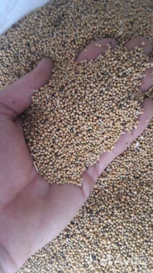 Горчица белая рс 1