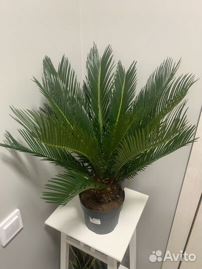 Пальма цикас