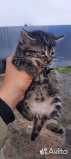 Отдам котят 2 мальчика 3 девочки