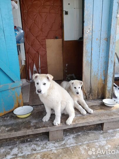 Щенки сторожевых псов