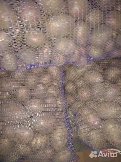 Продам картошку
