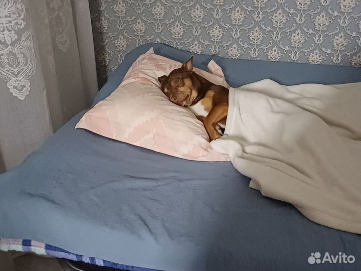 Добрый пёс в добрые руки