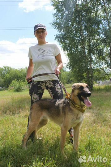 Пёс Айс ищет семью