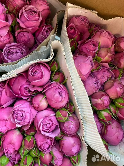 Кустовые пионовидные розы оптом