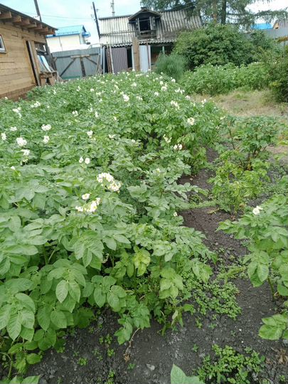 Дом 40 м² на участке 3,5 сот.