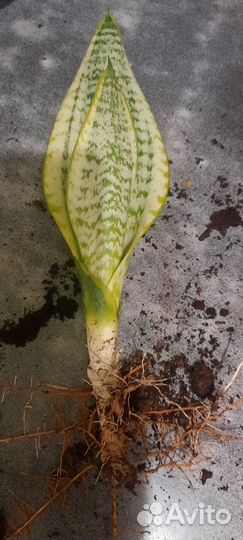 Сансивиерия Лауренти