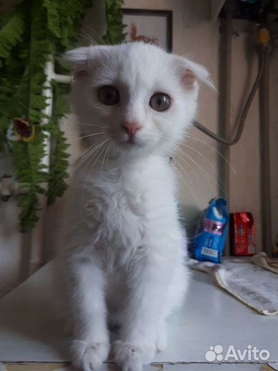 Котик 3 мес вислоушка ищет дом