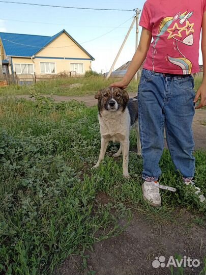 Собачка Забава