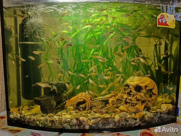 Аквариумные рыбки