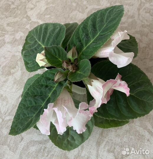 Глоксиния цветущая