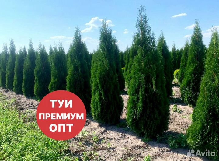 Туя смарагд рост 204,5 см /опт 150 шт