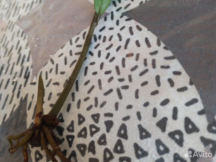 Замиокулькас