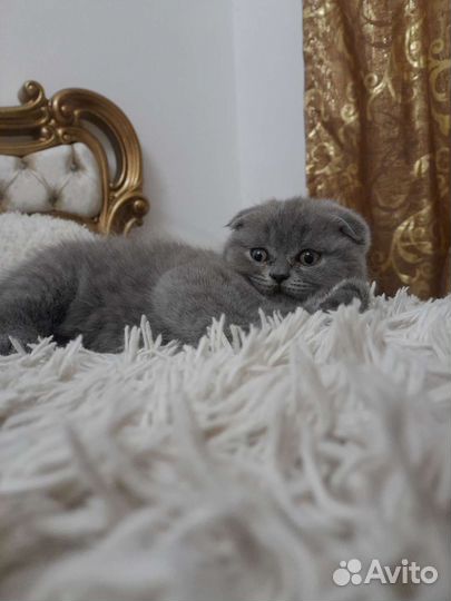 Британская вислоухая