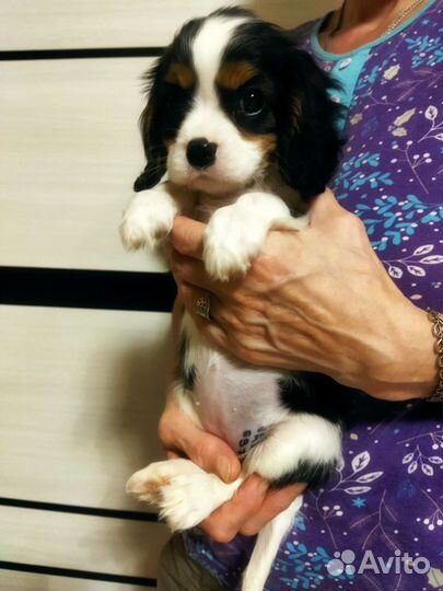 Кавалерчики РКФ