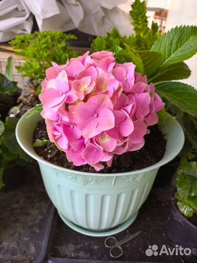 Гортензия розовая крупнолистная